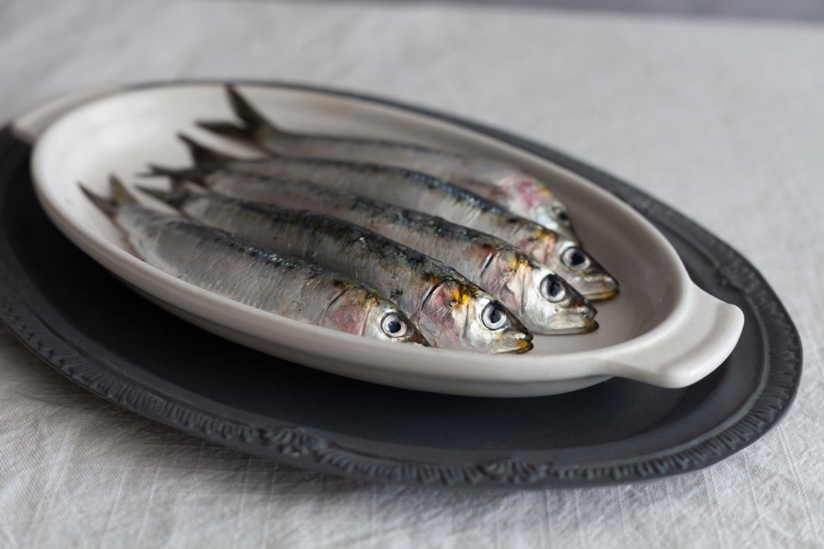 sardine